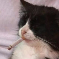 貴族