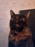 Leklerk
