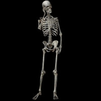 Rehabilitolog