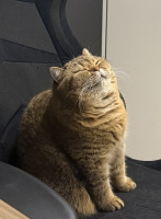 Флэш