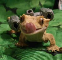 Gas